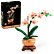 LEGO® Botanicals 10343 Miniaturní orchidej