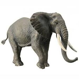 COLLECTA Slon africký