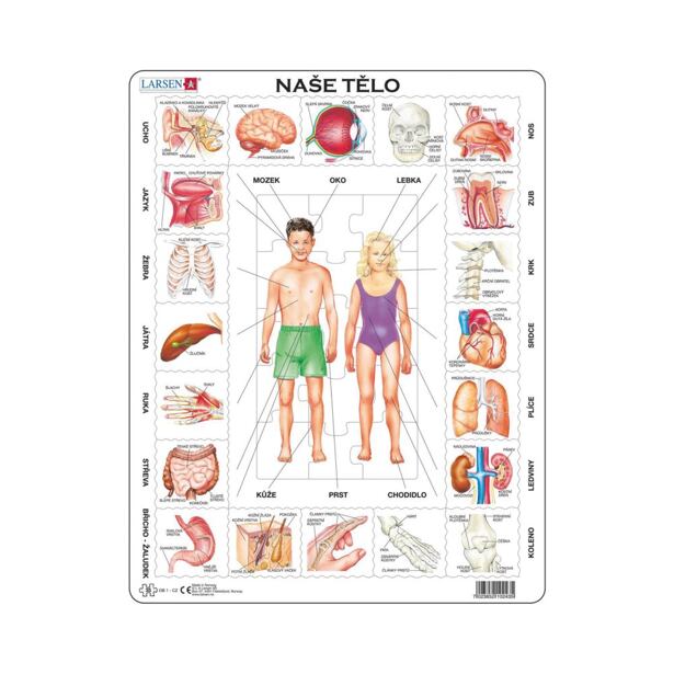 Dino Naše tělo EDU Puzzle 35 dílků