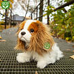 Rappa Plyšový pes king charles španěl 25 cm ECO-FRIENDLY