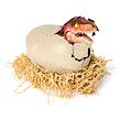 Spin Master Primal Hatch Dino interaktivní T-REX Líhnoucí se z vejce