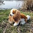 Rappa Plyšový pes kavalír King Charles španěl 28 cm ECO-FRIENDLY