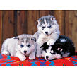 Ravensburger Štěňata Husky Puzzle 200 XXL dílků