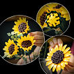 LEGO® Botanicals 11502 Kytice slunečnic
