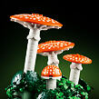 LEGO® Botanicals 11505 Lesní houby