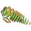 EUGY Chameleon 3D kartonová skládačka