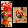 LEGO® Botanicals 10348 Bonsaj – Japonský červený javor